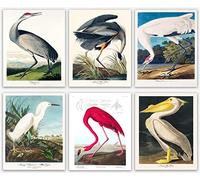 Wallbuddy Audubon - Arte de pared de pájaros y decoración de pared de pájaros vintage, decoración de pared tropical, gran decoración de pájaros Audubon para el hogar, regalos para observadores de