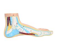 Wallfire Human ModelLifesize Teaching Research Muscle Display Explain AccessoriesNormal Foot0Model Model: Modelo ModelModel Normal Model: Modelo Human Model
