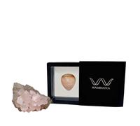 Wambooka Plettro artigianale in pietra rara per chitarra con impronta anatomica - Eterno, non si consuma (Nativo Picks Rare Stones - Orbicular Jasper)