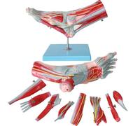 WANGCAIER Anatomical Foot Skeleton Model - 9 Parts with Digital Signs & Descriptions, Muscle & Vascular/Nervous System Teaching Aid for Nurses
