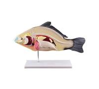WANGCAIER Fish Anatomy Model Detachable Internal Organs High School Biology Teaching Aids Animal Models