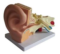 WANGCAIER Human Inner Ear Anatomical Model 3 Times Enlargement Ear Internal Structure Model