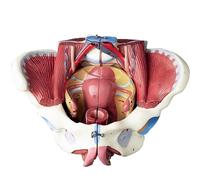 WANGCAIER Human Model For Anatomy, Female Pelvis Model with Pelvic Floor Muscles Perineum Female Anatomy Model 1:1 Life Size Human Skeleton Medical Sciences Educational Equip.