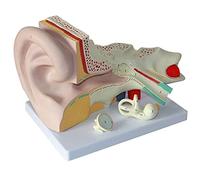 WANGCAIER Human Organ Anatomical Model - Anatomical Human Giant Ear Model - Detachable Ear Model For Base Kits - For Medical Educational Training Aid For Medical