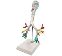 WANGCAIER Larynx Anatomical Model - Human Organ Anatomy Model - Bronchial Tree Medical Model with Larynx - Medical Lung Bronchus Model - For Study Display Teaching For Medical