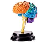 WANGCAIER Organ Model Human Organ Hand- Painted Brain Anatomical Intelligence Model- For Study Teaching Anatomical Model