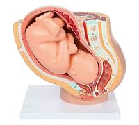 WANGCAIER Pregnancy Pelvis Midwifery Teaching Model Anatomy Model Includes A Detachable Fetus Model, Placenta Anatomy and More Than 40 Anatomical Landmarks