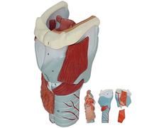 WANGCAIER Teaching Model,Anatomical Human Larynx Model 2 Times Magnification Throat Model with 5 DetachableDigital Labeled & Clear Texture For Understanding The Structure