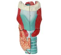 WANGCAIER Throat Anatomy Model - 3X Magnified Larynx Anatomical Model - Medical Anatomical Throat Structure Human Organ Anatomy Model - For Medical Training