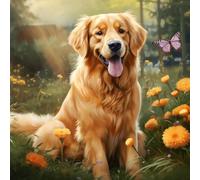 WANGXIAO Pintura por Números para Adultos Principiantes,40 x 40 cm,Pintura con 3 Pinceles Painting by Number Kit,Feliz mariposa de perro golden retriever,Con marco