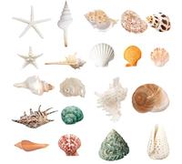 Wanwanzi 20 conchas marinas grandes - Conchas marinas mixtas de playa y estrellas de mar para fiestas en la playa, dispersos de mesa, decoración del hogar, manualidades, baño, decoraciones de peceras