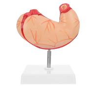 Warmhm del Estómago Humano para Enseñanza y Demostración de Plástico en de Biología y Fisiología