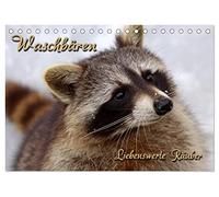 Waschbären (Tischkalender 2026 DIN A5 quer), CALVENDO Monatskalender: Liebenswerte Räuber