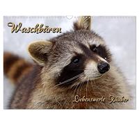 Waschbären (Wandkalender 2026 DIN A3 quer), CALVENDO Monatskalender: Liebenswerte Räuber