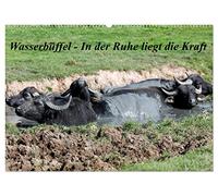 Wasserbüffel - In der Ruhe liegt die Kraft (Wandkalender 2026 DIN A2 quer), CALVENDO Monatskalender: Der Kalender entstand beim entspannen in der Natur! Wasserbüffel stahlen eine enorme Ruhe aus!