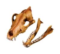 Watreketal Modelo de calavera de lobo esculturas de resina realistas réplicas de esqueleto de cabeza de animal para el aula ayuda a la enseñanza del hogar ornamento regalo lobo, resinas de cráneo