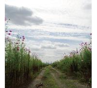 We Hum on the Way Home