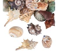 WEBEEDY 20 conchas de cangrejo ermitaño de 1,5 a 3,5 cm, conchas naturales de mar, tamaños mixtos, crecimiento turbo mar conchas para cangrejos ermitaños, terrarios, acuarios, decoración de proyectos