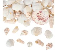 WEBEEDY 250 g de conchas marinas naturales para manualidades, conchas marinas mixtas, ostras, conchas de vieira, conchas marinas, conchas marinas artesanales para decoración, temas de playa