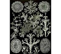 Wee Blue Coo 83Rd Plate Ernst Haeckel Kunstformen Der Natur Lichenes Art Print Poster Wall Decor 12X16 Inch