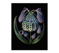 Wee Blue Coo Ernst Haeckel Style Botanical Artwork Blue Orange Purple Plant Blooming Flowers Extra Large XL Wall Art Poster Print