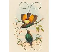 Wee Blue Coo John Gould W Hart British Magnificent Bird Paradise Zoology - Póster decorativo para pared (30,5 x 40,6 cm)
