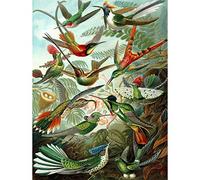 Wee Blue Coo NATURE ART BIOLOGY BIRD HUMMING ERNST HAECKEL GERMANY VINTAGE POSTER PRINT 12x16 inch 30x40cm 865PY
