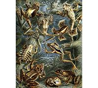 Wee Blue Coo NATURE ART ERNST HAECKEL FROG TOAD BIOLOGY GERMANY VINTAGE ADVERT POSTER 1786PY