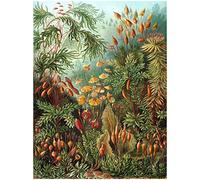 Wee Blue Coo NATURE ART ERNST HAECKEL SEA PLANT BIOLOGY GERMANY VINTAGE POSTER PRINT 12x16 inch 30x40cm 872PY