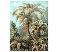 Wee Blue Coo Nature Biology Fern Ernst Haeckel Germany Vintage Advertising Art Print Poster Wall Decor 12X16 Inch