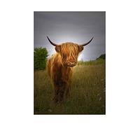 Wee Blue Coo Photo Farm Animal Highland Cow Calf Scotland Impresión del Arte 12 x 16 Pulgadas