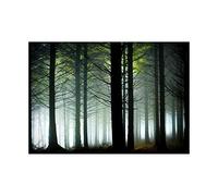 Wee Blue Coo Photo Landscape Forest Pine Tree Sunshine Woods Impresión del Arte 12 x 16 Pulgadas