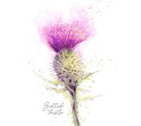 Wee Blue Coo Scottish Thistle Flower Head Watercolour Scotland Impresión del Arte 12 x 16 Pulgadas