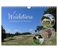 Weidetiere - Landschaftsgestalter seit Jahrhunderten (Wandkalender 2026 DIN A4 quer), CALVENDO Monatskalender: Verschiedene Weidetierarten auf ... Bedeutung dieser Art der Flächennutzung