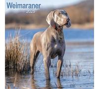 Weimaraner 2025 Square Wall Calendar | Dog Breed Calendar