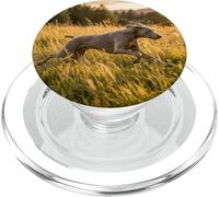 Weimaraner Corriendo Prado Atardecer Campo Escena PopSockets PopGrip para MagSafe