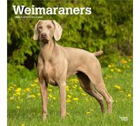 Weimaraners | Calendario mensual cuadrado de pared 2026 de 12 x 24 pulgadas (colgado) | Sin plástico | BrownTrout | Animales razas de perros