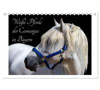 Weiße Pferde der Camargue in Bayern (Tischkalender 2026 DIN A5 quer), CALVENDO Monatskalender: Das Camargue-Pferd ist eine der schönsten Pferderassen weltweit.