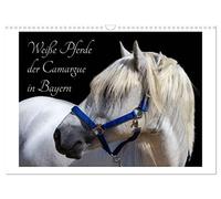 Weiße Pferde der Camargue in Bayern (Wandkalender 2026 DIN A3 quer), CALVENDO Monatskalender: Das Camargue-Pferd ist eine der schönsten Pferderassen weltweit.