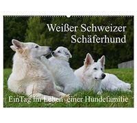 Weißer Schweizer Schäferhund - Ein Tag im Leben einer Hundefamilie (Wandkalender 2026 DIN A2 quer), CALVENDO Monatskalender: Auf 13 Kalenderblättern ... Tag im Leben einer Hundefamilie teilhaben