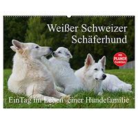 Weißer Schweizer Schäferhund - Ein Tag im Leben einer Hundefamilie (Wandkalender 2026 DIN A2 quer), CALVENDO Monatskalender: Auf 13 Kalenderblättern ... Tag im Leben einer Hundefamilie teilhaben