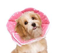 weiting Collar para Gatos, Collar de Perro | Collar de recuperación para Mascotas Estampado Colorido: Collar de Perro Ajustable, Acogedor, Lindo y para Gatos, Cachorros y Perros pequeños