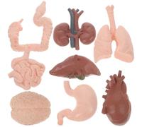 WEKAMOS Modelo de Órganos Internos Humanos Educativo para Estudiantes, Tamaño Compacto, Material Duradero, Color Realista, para Enseñanza Escolar y Clínica, Set de 8 Piezas de Anatomía