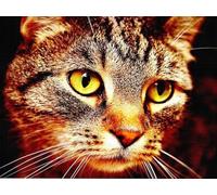 WELIWE 5D Pintura de Diamante Kits DIY diamantes de imitación PinturaKit de Arte Adultos y Niños Decoración de La Pared Del Hogar Gato doméstico 40x50 cm