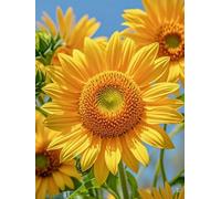 WELIWE 5D Pintura de Diamante Kits DIY diamantes de imitación PinturaKit de Arte Adultos y Niños Decoración de La Pared Del Hogar Girasol 40x50 cm