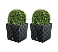 WELL HOME MOBILIARIO & DECORACIÓN Doble Set de Maceta Rato 32 litros con cubilete para Plantar en Color Antracita 32 x 32 x 32,5 cm + Bola de boj diámetro 27 cm