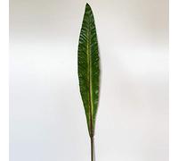 WELL HOME MOBILIARIO & DECORACIÓN Hoja de pilistra Artificial de decoración 98 cm de Goma