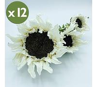 WELL HOME MOBILIARIO & DECORACIÓN Pack de 12 Ramos de Girasol 3 Flores en Color, Blanco 56 Cm
