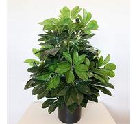 WELL HOME MOBILIARIO & DECORACIÓN Planta Ficus Verde Artificial de 60 cm de Altura con Maceta