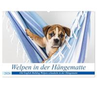 Welpen in der Hängematte (Wandkalender 2026 DIN A2 quer), CALVENDO Monatskalender: Drollige Old English Bulldog Welpen in einer Hängematte